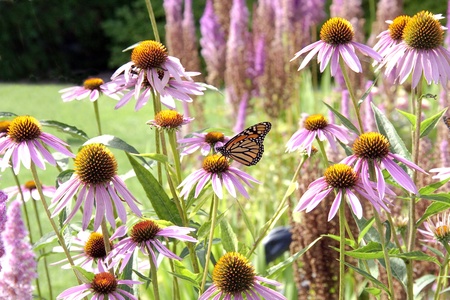 Monarch butterfly rests in a garden of pink flowersの写真素材