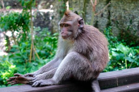 Monkey sitting on wodden railing in monkey forest of Ubud, Bali Island, Februray 2020の写真素材