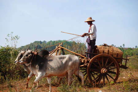 Kalaw, Myanmar - 12. February 2020: Burmese rural man with traditional hat driving wooden cart,...