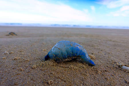 Closeup of dead blue jellyfish on the beach, 90 mile beach, New Zealand