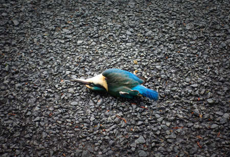 Kingfisher hit by car lying on the road, New Zealandの写真素材