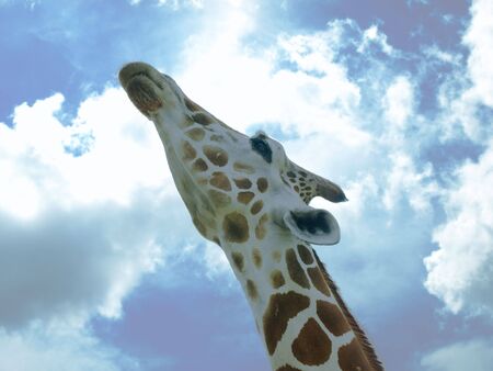Giraffe's head against a partly cloudy sky backgroundの写真素材