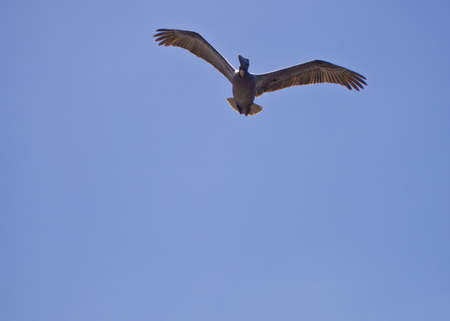 Photo image of a Juvenile Brown Pelican in flightの写真素材