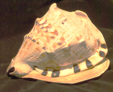 HDR Photo image of a Conch shell back