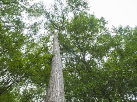 HDR Trees looking up at 90 degrees