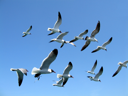 Seagulls in flight in a clear blue skyの写真素材