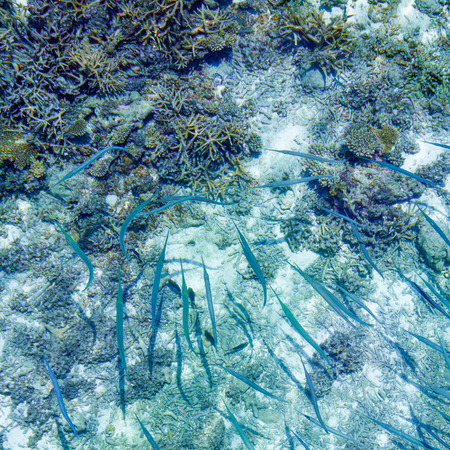Fish needle among the corals. Underwater world of the Indian Ocean. Maldivesの写真素材