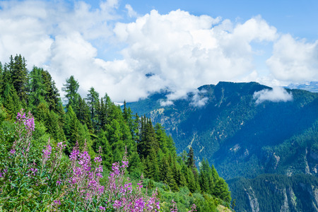 Alpine meadows in bloom.  Clouds over the mountain peaks.の写真素材