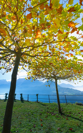 Sycamore tree with foliage in the fall. Yellow, orange leaves.の写真素材