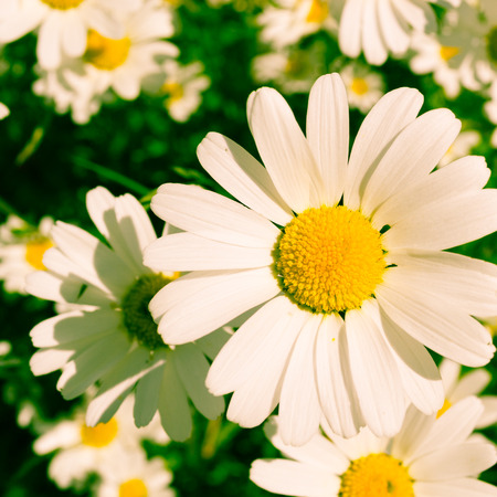 Close up daisy. Floral background. Focus on the foreground.の写真素材