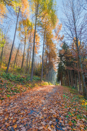 On the road in the autumn forest. Sunny joyful day.の写真素材