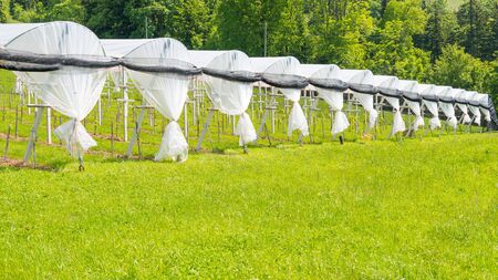 Greenhouse open for fresh air, looks festiveの写真素材