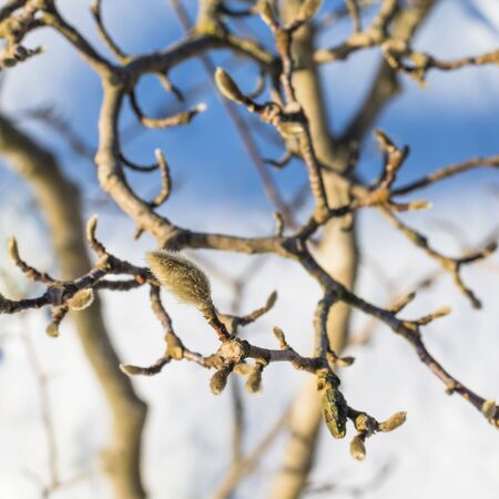Bud on a tree branch. Close up.Selective focus. Spring.の写真素材