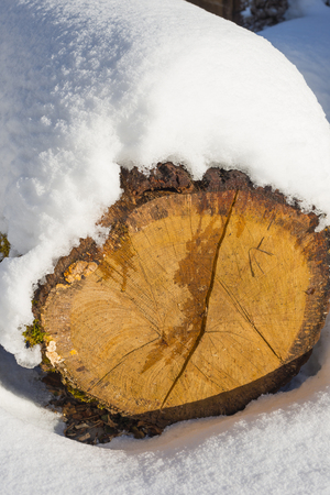 Slice of wood under the snow drifts. Winter still life.の写真素材