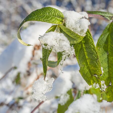 Ice and snow on the leaves of plants. Flowers in the snow drift. Close up, selective focus.の写真素材