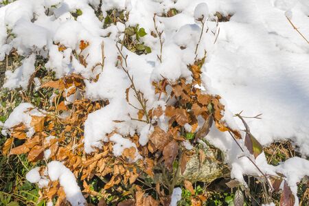 Ice and snow on the leaves of plants. Flowers in the snow drift. Close up, selective focus.の写真素材