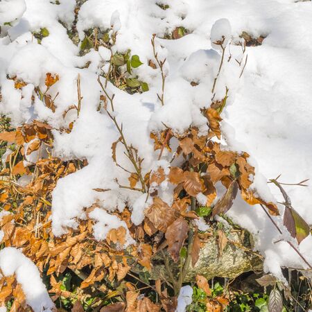 Ice and snow on the leaves of plants. Flowers in the snow drift. Close up, selective focus.の写真素材