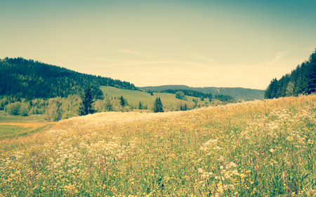 Alpine meadow with wild flowers on a bright summer  joyful day. Filter soft lightの写真素材