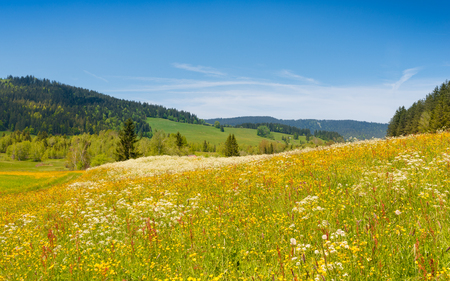 Alpine meadow with wild flowers on a bright summer  joyful day.の写真素材
