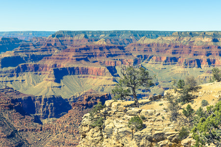 Tree on the edge of  Grand Canyon on a sunny clear day. Diverse colors of geological formation of Canyon.の写真素材