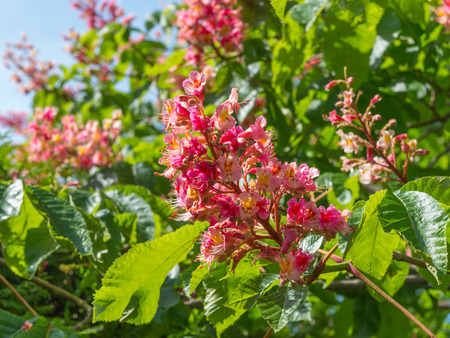 Chestnut flower in pink bloom. Partial focus, background is blurred.の写真素材
