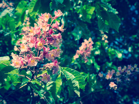 Chestnut flower in pink bloom. Partial focus, background is blurred. Filter instagramの写真素材