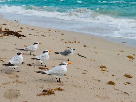 Several birds standing on the beachの写真素材