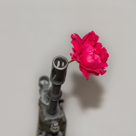 In the barrel of the rifle red rose on a light backgroundの写真素材