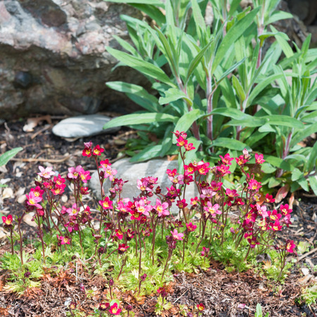 Moos Steinbrech grow in spring between rocks. lifestyle -garden. Focus on the foreground.の写真素材