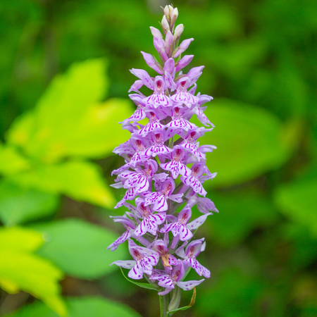 Close up Obedient Plant   flower. Natural background.の写真素材