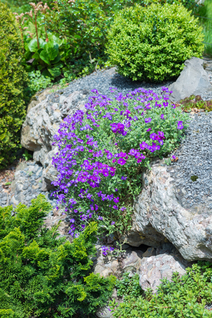 Blaukissen flowers grow in spring between rocks. lifestyle -garden. Focus on the foreground.の写真素材
