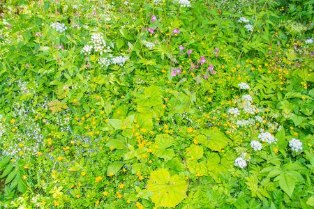 Background of summer green. Wild flowers, leaves, grass.の写真素材