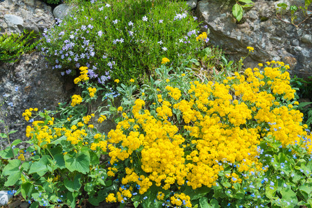 Flowers grow in spring between  rocksの写真素材