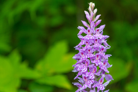 Close up Obedient Plant   flower. Natural background.の写真素材