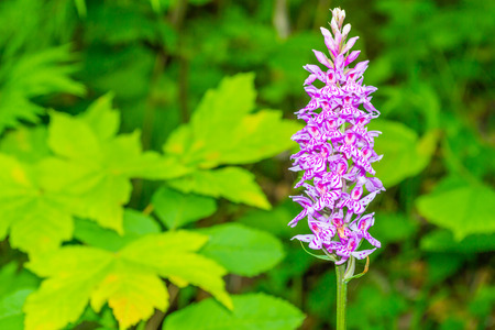 Close up Obedient Plant   flower. Natural background.の写真素材