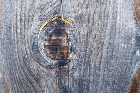 Cross section of the tree.の写真素材