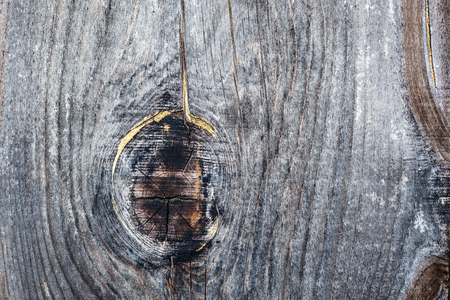 Cross section of the tree.の写真素材