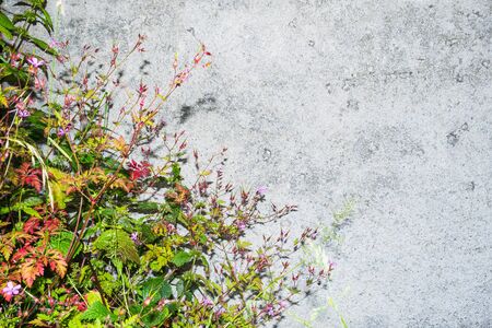 Flowers on the background of concrete wall. Original web page.の写真素材