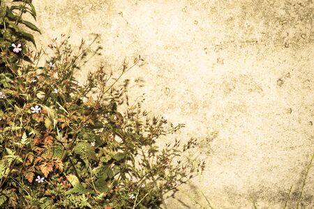 Flowers on the background of concrete wall. Original web page.の写真素材
