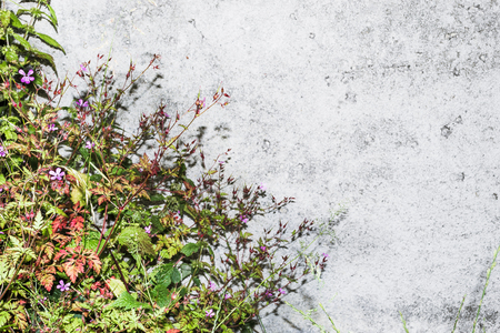 Flowers on the background of concrete wall. Original web page.の写真素材