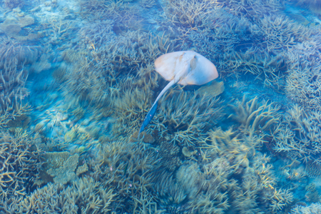 Manta swims between corals. Blurred picture. Reef on Ari Atoll. Maldives.の写真素材