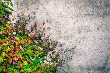 Flowers on the background of concrete wall. Original web page.の写真素材