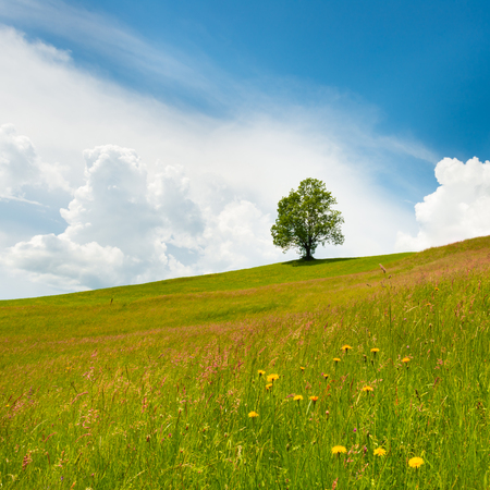 Tree on a hillside.の写真素材