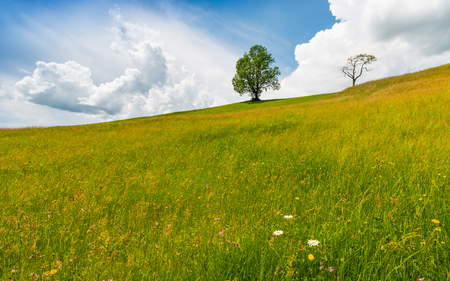 Tree on a hillside. Wild flowers in the foreground. Summer landscape before the rain.の写真素材