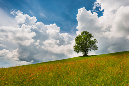 Tree on a hillside. Wild flowers in the foreground. Summer landscape before the rain.の写真素材