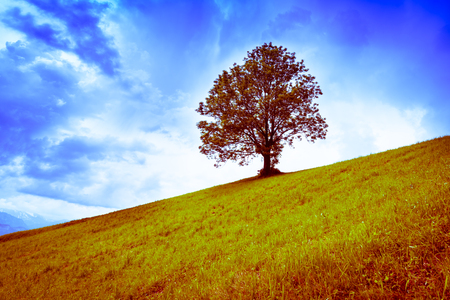 Tree on a hillside. Abstract colors.の写真素材