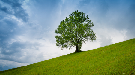 Tree on a hillside. Sky in the clouds before the storm and rain.の写真素材