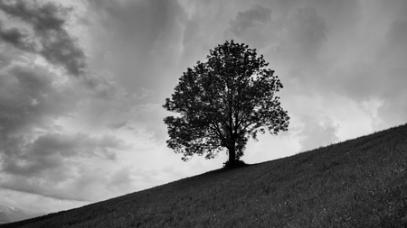 Tree on a hillside. Black and whiteの写真素材