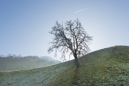 Tree on a hillside in backlit. Trace of aircraft in the blue clear sky.の写真素材