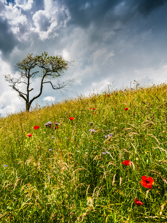 Dynamic summer landscape. Single tree in a field. Storm clouds float across the sky.の写真素材
